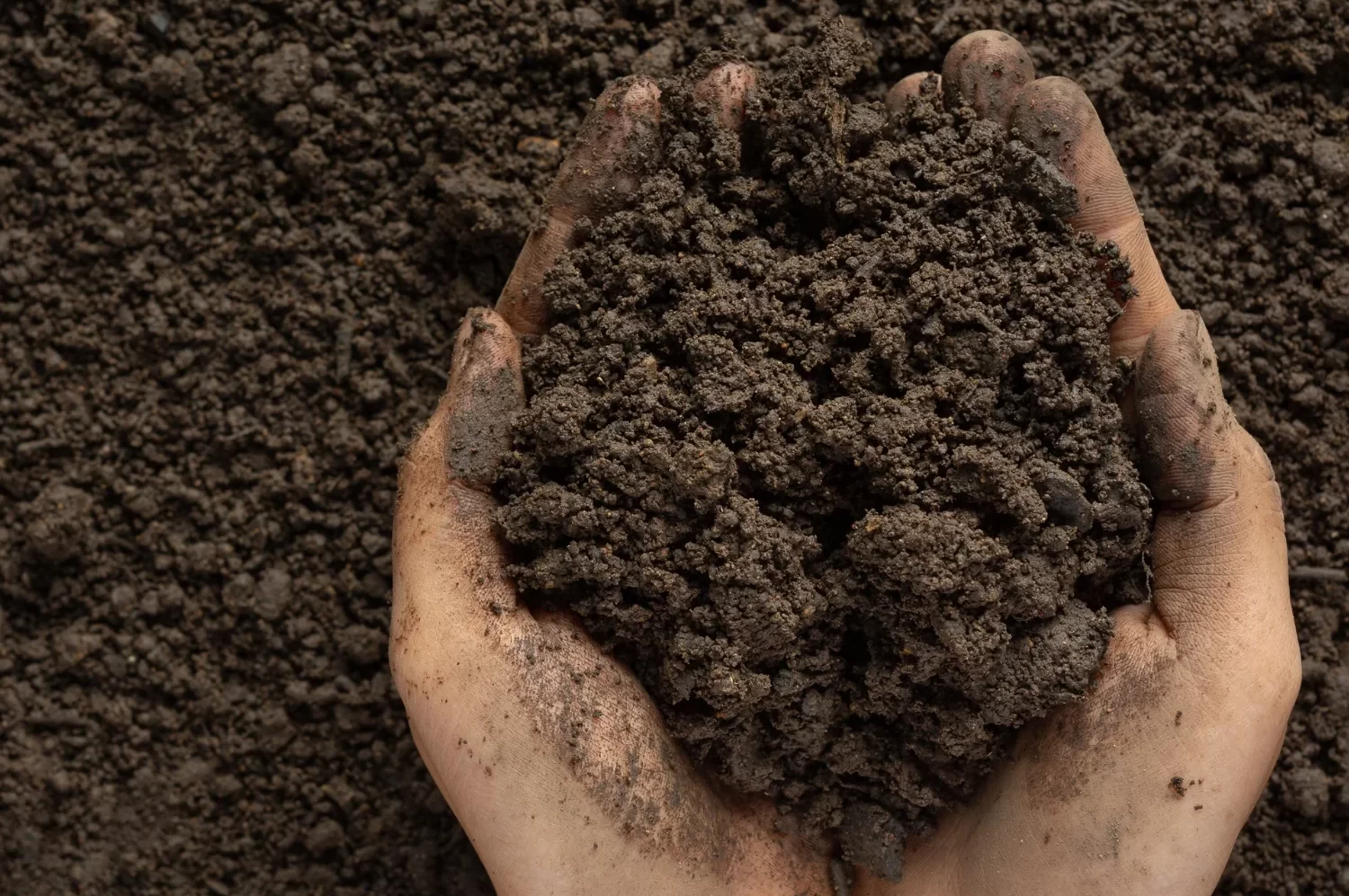 Cropped RICH DARK SOIL