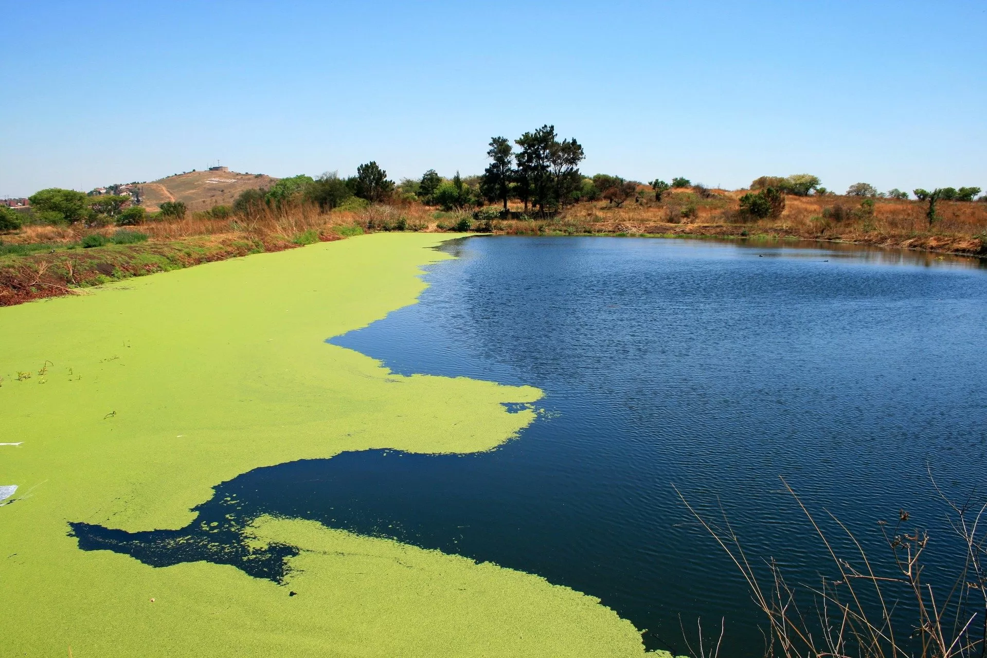Cropped Dam With Algae Growth